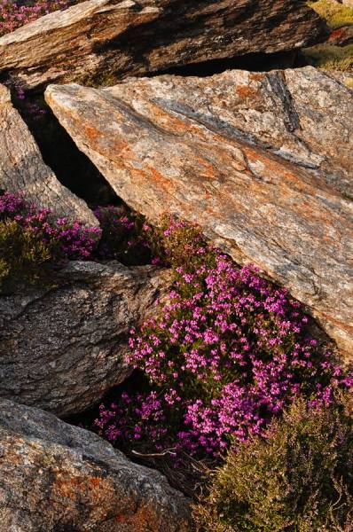 Photograph Chris Goddard Bell Heather Ling And Rhyolite on One Eyeland