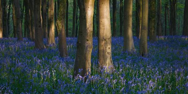 Photograph Chris Goddard Bluebell Wood on One Eyeland