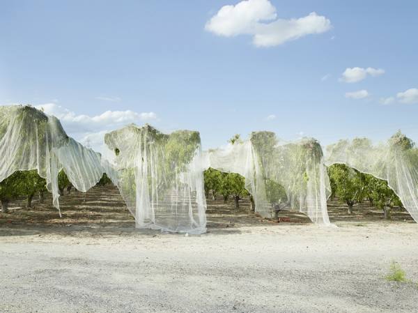Photograph Markku Lahdesmaki Bridal Tree on One Eyeland