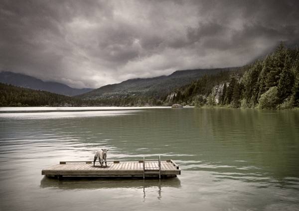 Photograph Eric Prine Calf On Dock On Lake on One Eyeland