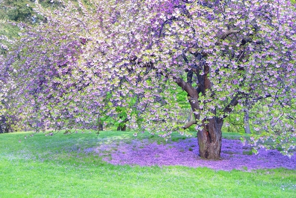 Photograph Mitchell Funk Cherry Tree Bloom on One Eyeland