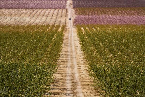 Photograph Bruno Banalli Cieza En Flor on One Eyeland