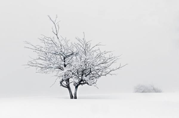 Photograph Dabid Argindar Cold Tree on One Eyeland