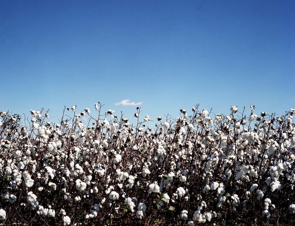 Photograph Max Hirshfeld Cotton on One Eyeland