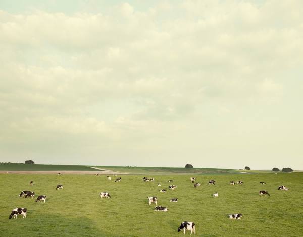 Photograph Craig Easton Cows England on One Eyeland