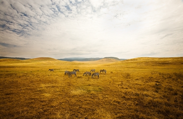 Photograph Michelle Nolan Crater Zebras on One Eyeland
