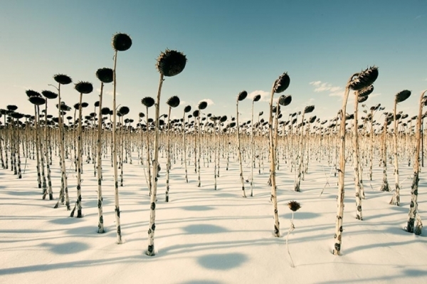 Photograph Christopher Wilson Dead Sunflowers In Snow on One Eyeland