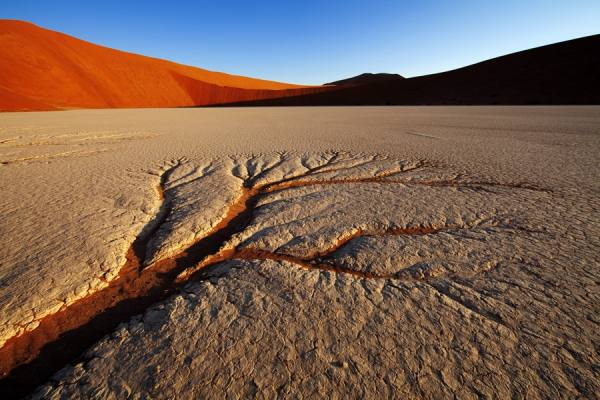 Photograph Des Kleineibst Dead Vlei Tree on One Eyeland