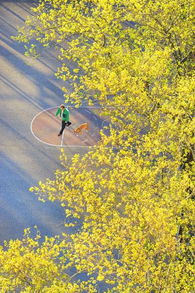 Photograph Mitchell Funk Dogwalker In Green on One Eyeland
