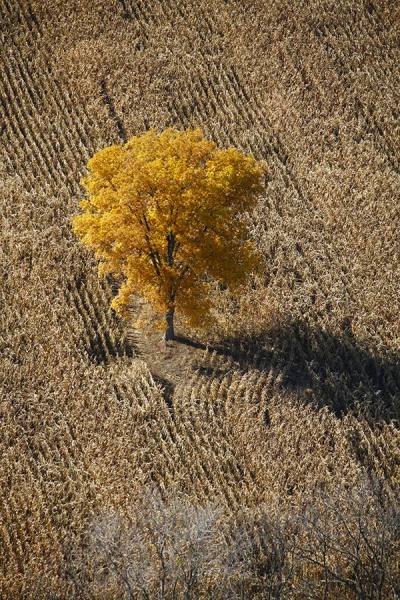 Photograph Larry Hamill Fall Tree on One Eyeland