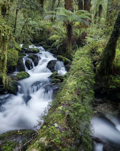 Photograph John Doogan Fallen Log And Stream on One Eyeland