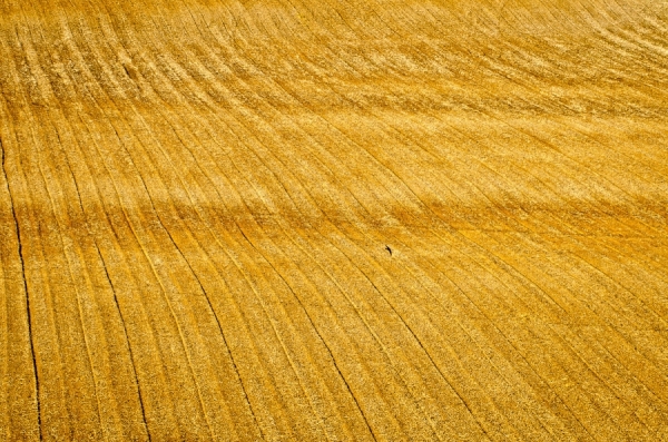 Photograph Nicola Zingarelli Field Of Gold on One Eyeland