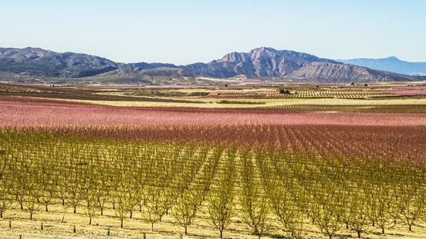 Photograph Bruno Banalli Floracion En Murcia on One Eyeland