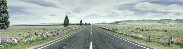 Photograph Tom Wittkemper Flower Street on One Eyeland