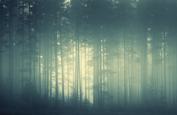 Photograph Joni Niemela Foggy Forest on One Eyeland