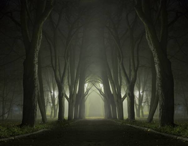 Photograph Andrzej Bochenski Forest on One Eyeland
