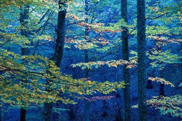 Photograph Juan De Villalba Forest on One Eyeland