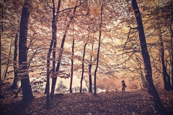 Photograph Murat Yilmaz Forest Photographer on One Eyeland