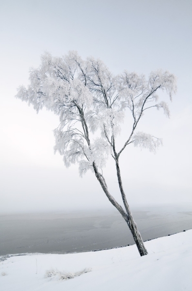 Photograph Glen Campbell Frozen Tree on One Eyeland
