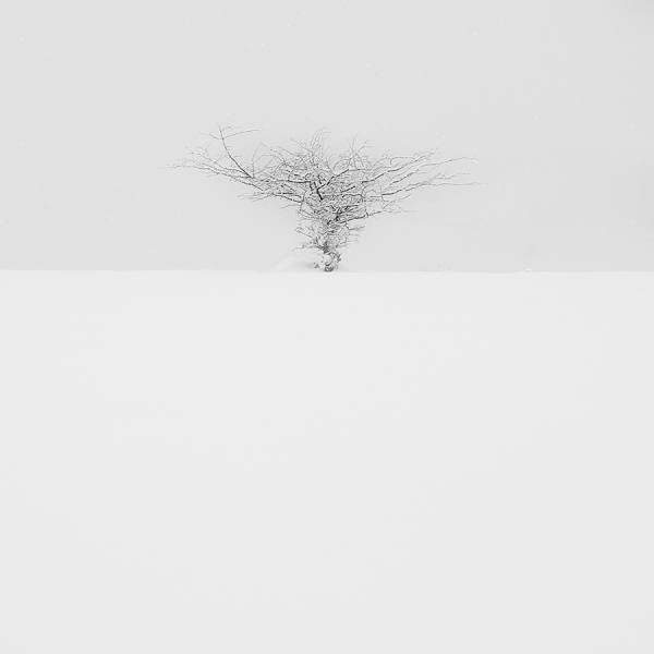 Photograph Rafa Herrero Frozen Tree on One Eyeland