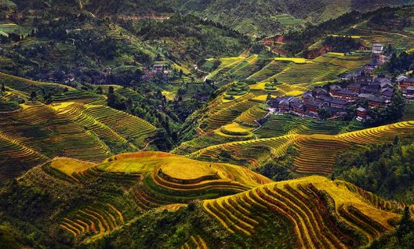 Photograph Thierry Bornier Golden Rice Field  Terrace on One Eyeland