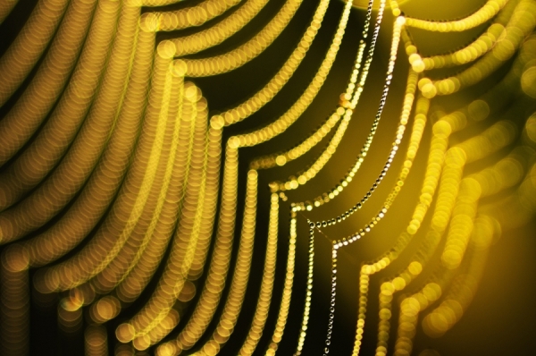 Photograph Joni Niemela Golden Web on One Eyeland