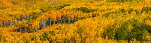 Photograph Thomas Obrien Grand Mesa Colorado Aspens on One Eyeland