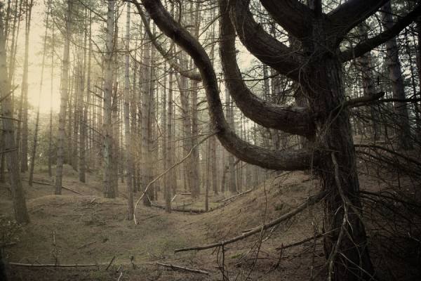 Photograph Nick Dolding Holkham Forest 01 on One Eyeland