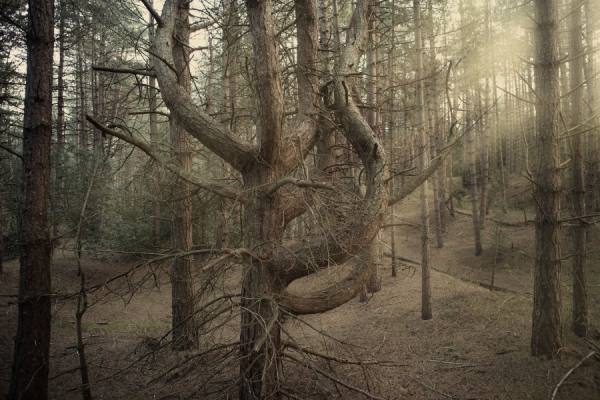 Photograph Nick Dolding Holkham Forest 02 on One Eyeland
