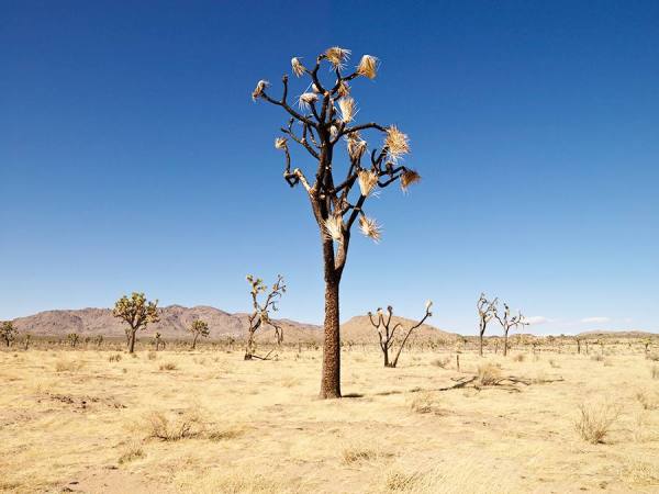 Photograph Carl Lyttle Joshua Tree on One Eyeland