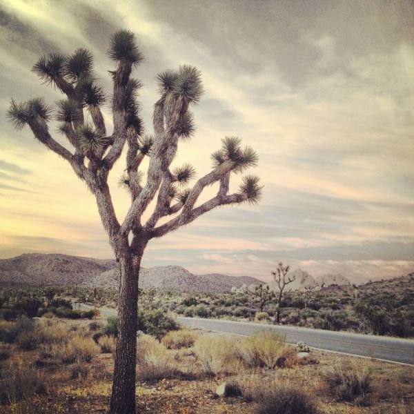 Photograph Kevin Steele Joshua Tree Landscape 1 on One Eyeland