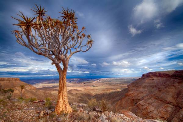 Photograph Des Kleineibst Kokerboom on One Eyeland