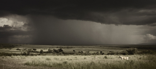 Photograph Hilary Hann Lioness Viewing The Storm on One Eyeland