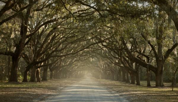 Photograph Eric Prine Live Oak Road on One Eyeland