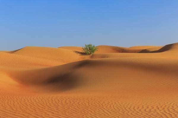 Photograph Oscar Bjarnason Lone Bush on One Eyeland