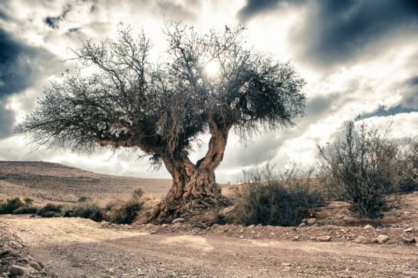 Photograph Ronen Rosenblatt Lonely Tree on One Eyeland