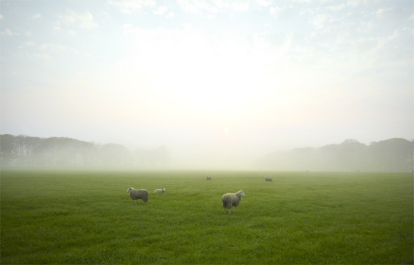 Photograph Ryan Edy Misty Morning on One Eyeland