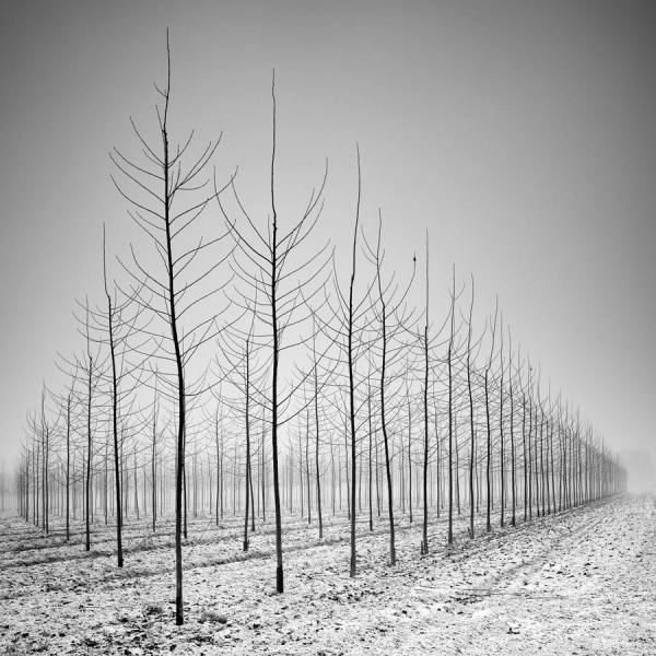 Photograph Pierre Pellegrini Nature In 3d on One Eyeland