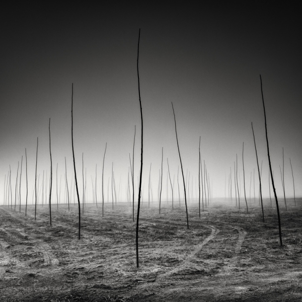 Photograph Pierre Pellegrini New Generations Are Growing on One Eyeland