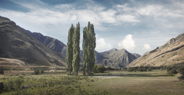 Photograph Simon Stock New Zealand Queenstown Trees on One Eyeland