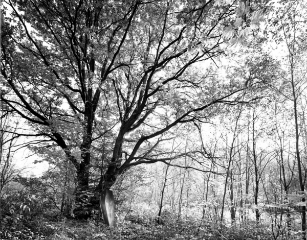 Photograph Mike Korsi Oak on One Eyeland