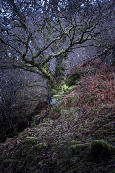 Photograph Tommy Martin Oak Moss on One Eyeland