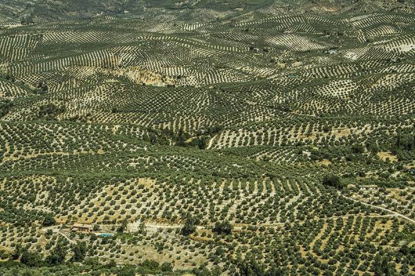 Photograph Bruno Banalli Olivos En La Iruela on One Eyeland