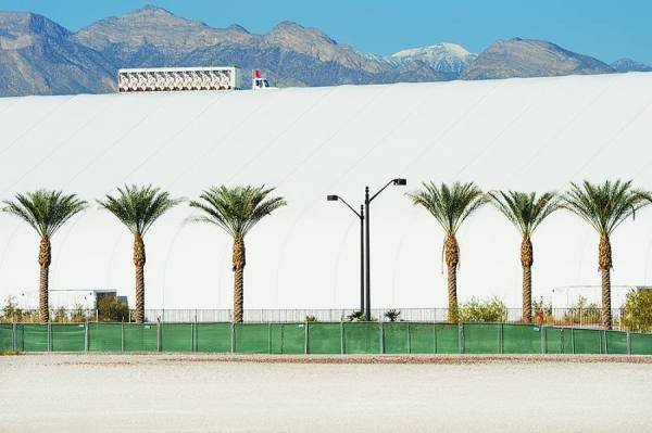 Photograph Mitchell Funk Palm Trees On White on One Eyeland