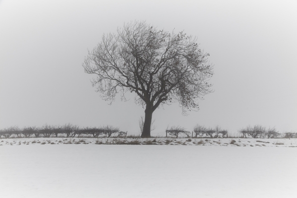 Photograph Ryan Edy Rumby Hill Tree on One Eyeland