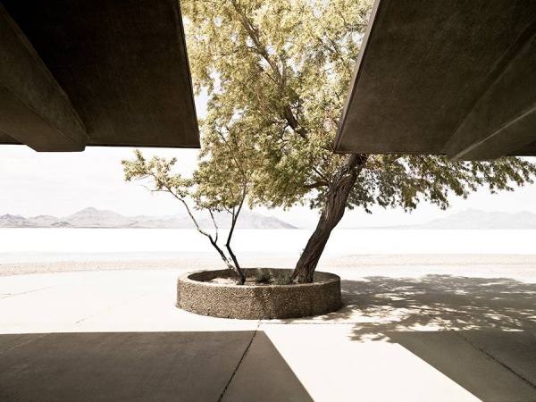 Photograph Carl Lyttle Salt Lake Tree on One Eyeland