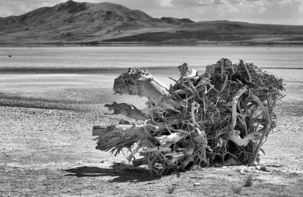 Photograph Craig Kempf Salt Lake Tree Stump on One Eyeland