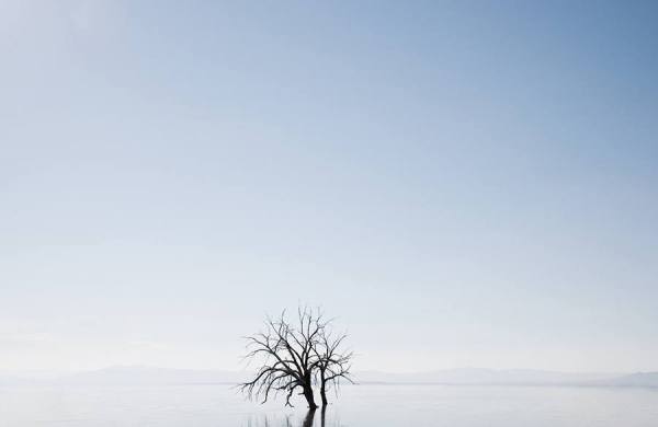 Photograph Carl Lyttle Salton Sea Tree on One Eyeland