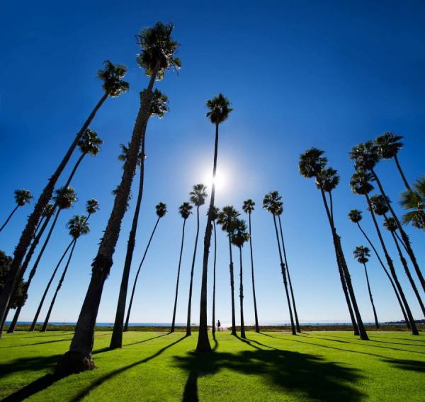 Photograph Laura Barisonzi Santa Barbara Palms 1 on One Eyeland