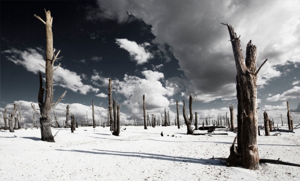 Photograph Bryan Traylor Sea Of Trees on One Eyeland